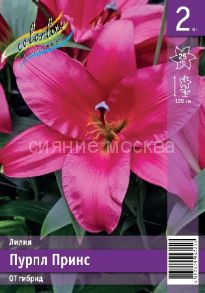 Лилия ПУРПЛ ПРИНС (PURPLE PRINCE), ОТ-гибрид 12/14, 2 шт