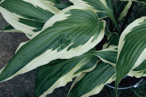 Hosta Proud Dragon