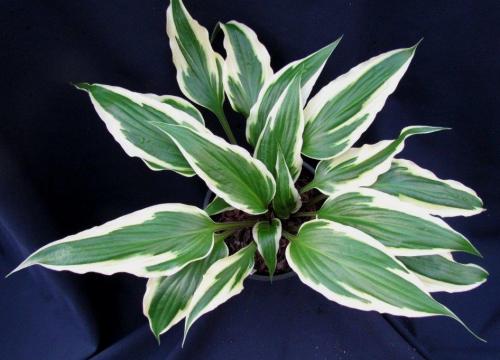 Hosta Proud Dragon