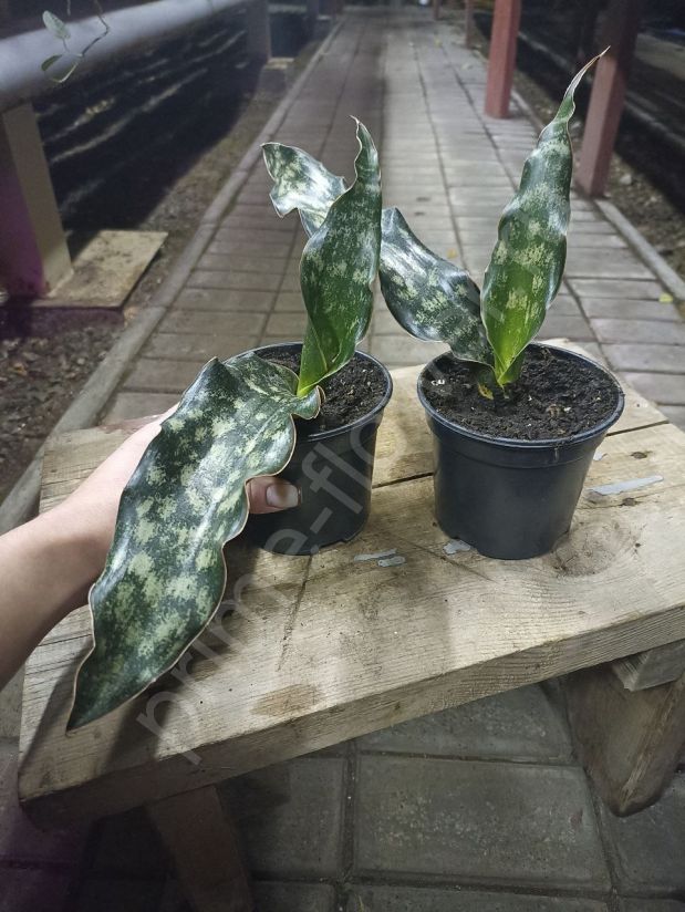 Сансевиерия Кирки Копертон Браун (Sansevieria Kirkii Coppertone brown)