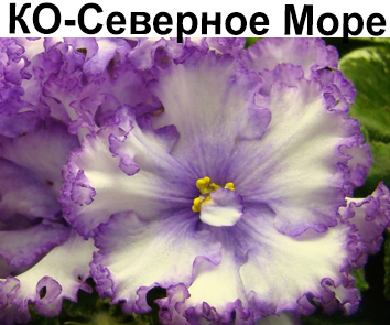 КО-Северное Море (Кособокова) НОВИНКА