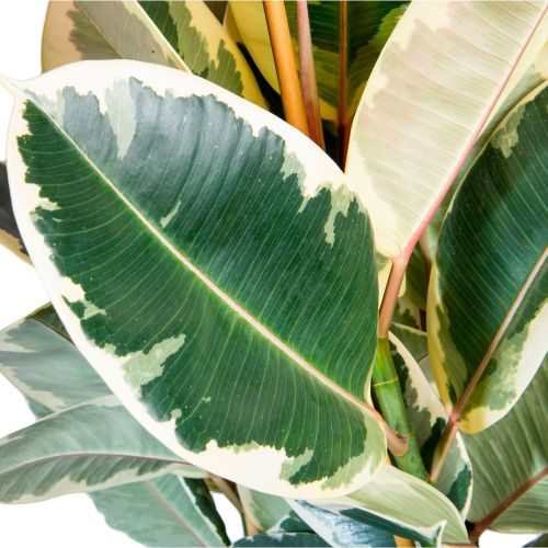 ЭЛАСТИКА ТИНЕКЕ