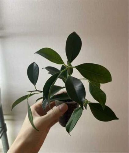 Ficus microcarpa Silver Blue