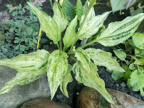 London Fog (Лондон Фог)