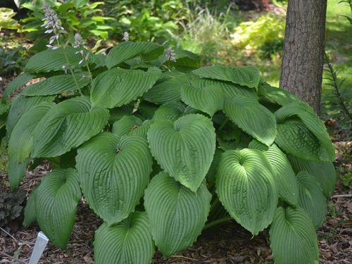 Niagara Falls  Ниагара Фолс