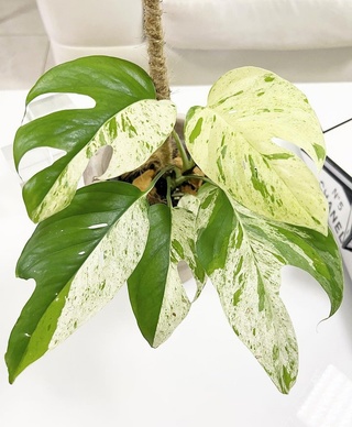 PINNATUM WHITE MARBLE