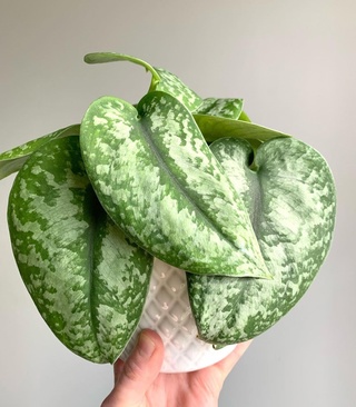 Scindapsus Silver Splash