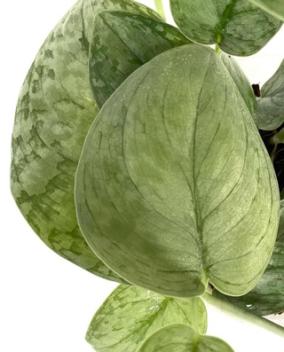 Scindapsus Silver Cloud