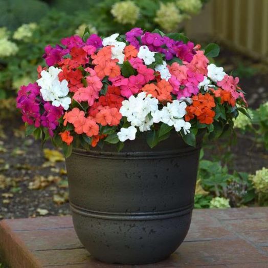 Бальзамин Уоллера (Impatiens walleriana F1) Beacon Formula Mix, 100 семян