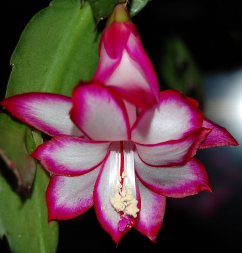 Шлюмбергера Salsa Dancer