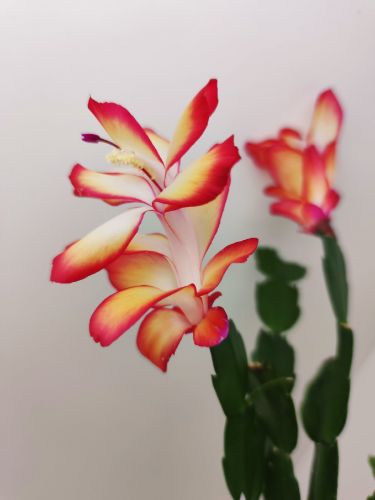 Шлюмбергера Frances Rollason