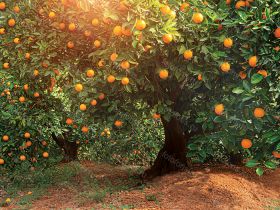 Фон стена "Oranges"