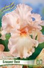 IRIS-GeRMANSKIJ-BLAShING-PINK-BLUSHING-PINK-1-sht