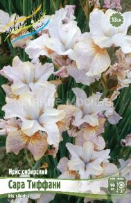 ​ИРИС СИБИРСКИЙ САРА ТИФФАНИ SARAH TIFFANY 1 шт