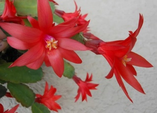 Рипсалидопсис красный (пасхальник)