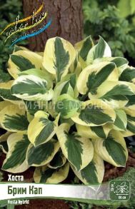 ​ХОСТА БРИМ КАП (BRIM CUP) 1 шт