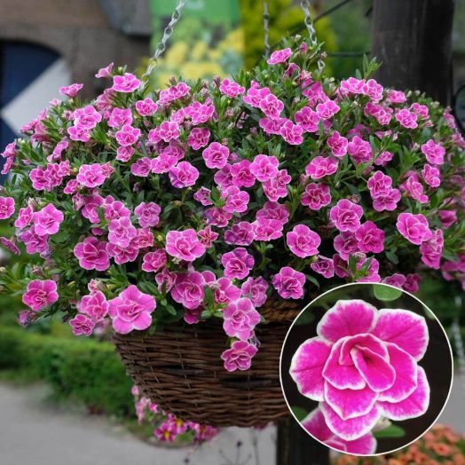 Калибрахоа SUPERBELLS Sweet Love