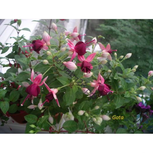 Фуксия Gota