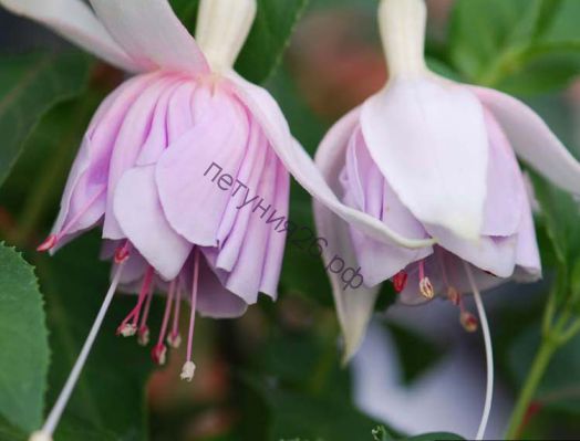 Фуксия кустовая Princess Kaja