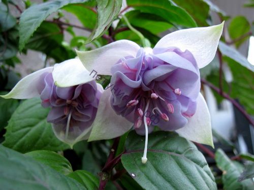 Фуксия Blue Veil