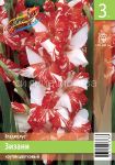 GLADIOLUS-ZIZANI-ZIZANIE-10-12-3-sht