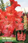 GLADIOLUS-TeDS-FRIZZL-NAIROBY-FRIZZLES-10-12-8-sht