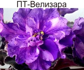 ПТ-Велизара (Пугачева)