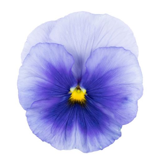 Виола виттрока (Viola wittrockiana) Premier Silver Blue, 100 семян