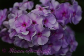 Флокс 'Андрейка' / Phlox 'Andrejka' (вар. "Ярославна")