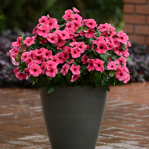 Катарантус розовый (Vinca rosea) Tattoo Raspberry