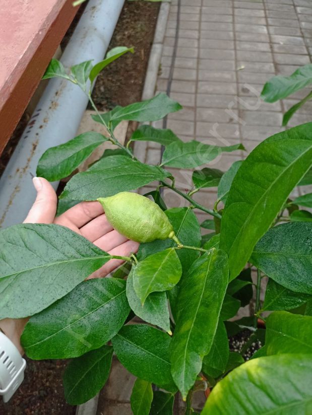 Лимон "Дженоа" с плодами