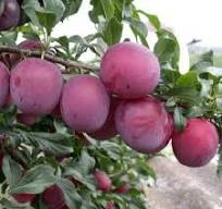 Алыча Принцесса