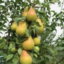 Груша Тульская Ранняя (суперкарлик)