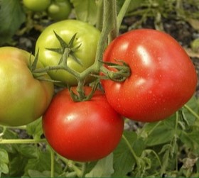 Томат индетерминантный Матиас F1, 25шт семян