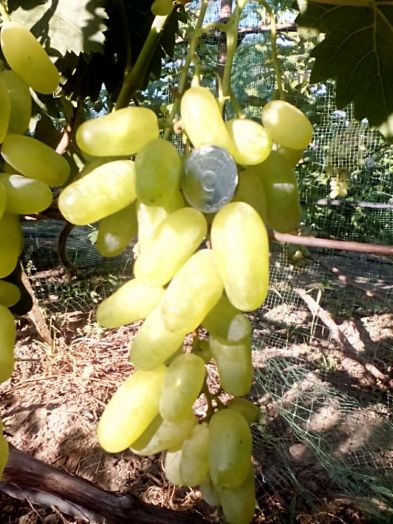 Виноград столовый Солнечные лучи