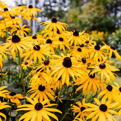 Рудбекия остистая (Rudbeckia hirta) My Joy, 1г семян