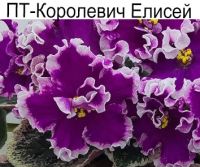 ПТ-Королевич Елисей (Пугачева)