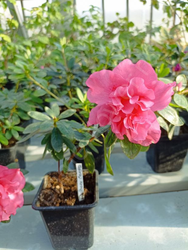 Азалия "Эрика Сандер" (Нежно-розовая махровая)