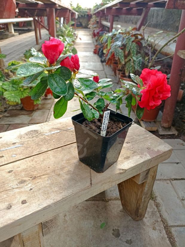 Азалия "Бинфикум" красная махровая