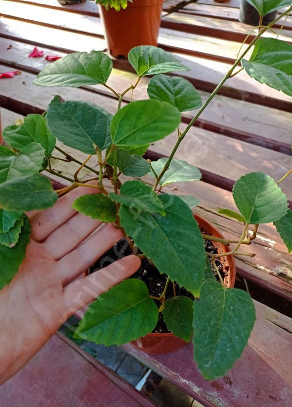 Циссус Антарктический