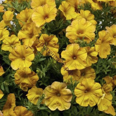 ПЕТУНИЯ BEAUTICAL YELLOW SUN