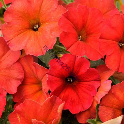 ПЕТУНИЯ BEAUTICAL RED MAPLE с февраля