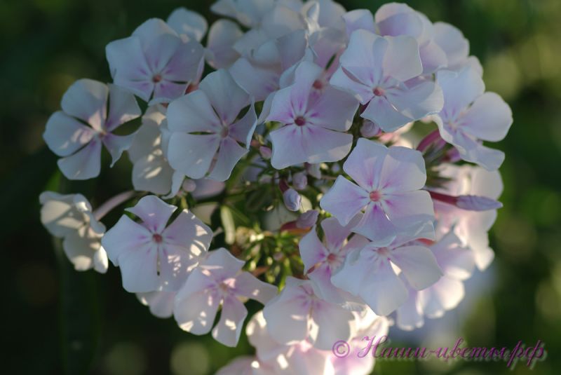 Флокс 'Зимнее утро' / Phlox 'Zimnee utro'