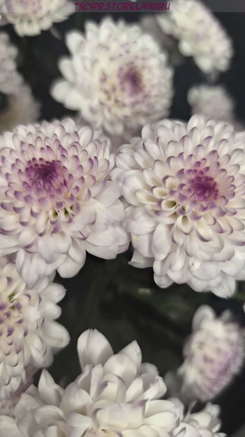 Хризантема кустовая Эбби розовая