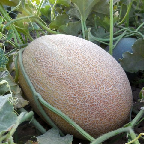 Дыня Лукстар F1, 10шт семян