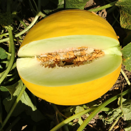 Дыня Наутило F1, 10шт семян