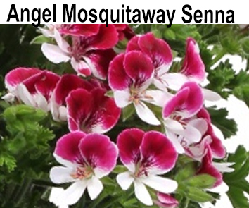 Пеларгония Angel Mosquitaway Senna