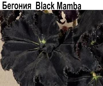 Бегония Blacke Mamba