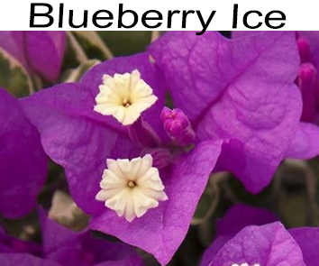 Бугенвиллия Blueberry Ice