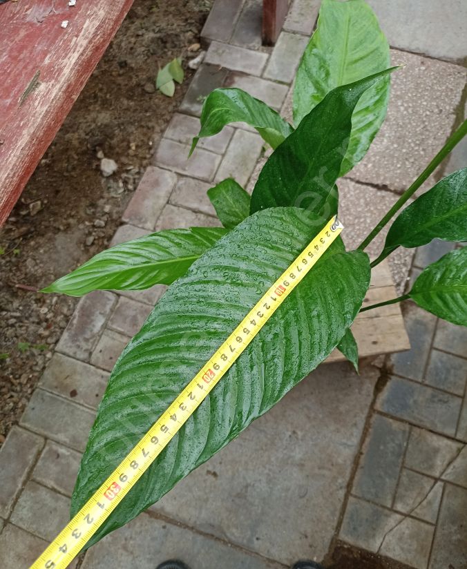 Спатифиллум "Сенсация"